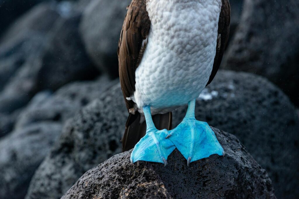 Detailed close-up of a blue-footed booby standing on rocks in San Cristóbal, Galápagos.